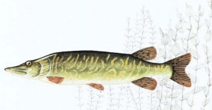 Luccio